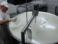 herst camembert4